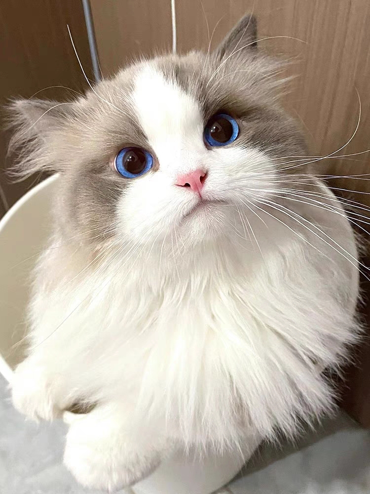 猫舍直销,批发价出售,布偶猫
